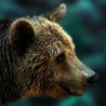 Bear Escape Image