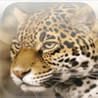 Jaguar Image