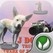 J Dog Truck Jump - Beware of Zombie Image