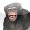Happy Chimpanzee Slide Puzzle Image