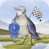 Bird Race - The remake! Image