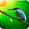 What the Bird Image