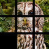 PicFuz Image