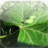 Silkworm 3D Image