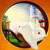 Catch The Bunny Image