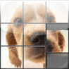 Animal Puzzle Image