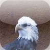 i Can Repeat Birds Image