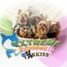 Yorkies! : Extreme Expose It! Image