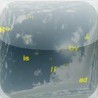 Fugu Type Image