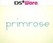 Primrose Image