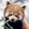 Baby Animals - An Encyclopedia Game Image