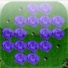 a Purple Rose Peg ! Image