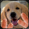 GoldenTwist Image