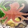 Ask to the Octopus Image