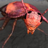 A-a-a! Rage Against the cockroach Image