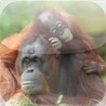 Orangutan Family Slide Puzzle Image