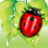 SaveTheBeetle Image