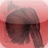 Muscular System Quiz Image