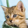 Cutie Scratch -Cats- Image