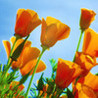 TurnPuzz - Flowers Image