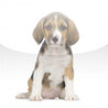 SlidePuzzle - Beagle Image