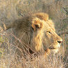 TurnPuzz - Safari Image
