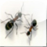 iAntz Image