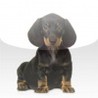 Dachshund Slide Puzzle Image