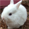 Rabbit JigsawPuzzle Image
