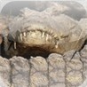 Safari Puzzle Image