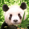 Zooloretto Image