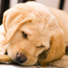 Cutie Scratch -Dogs- Image