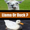 Llama or Duck Image
