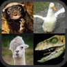 Llama or Duck or Honey Badger or Raptor? Image