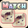 Cute Kitten Match HD Image