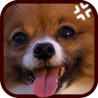 Cutedog Hunter Image