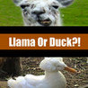 Llama Or Duck?! Image
