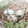 The Warbler's Nest Image
