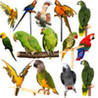 Free . Bird Image