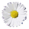 Decision of the Flower Image
