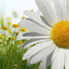 Flowers Slider Puzzle HD Image