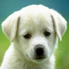 TicPac Animals Image