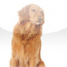 SlidePuzzle - Golden Retriever Image