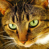 Cat Puzzles Image