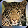 African Adventure Image