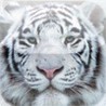 White Tiger Slide Puzzle Image
