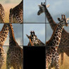 Safari Sliders Image