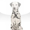 SlidePuzzle - Dalmation Image