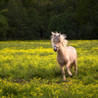 Horse Pairs Image