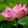 Leela Game Image